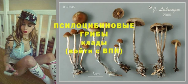 прущие грибы Армянск